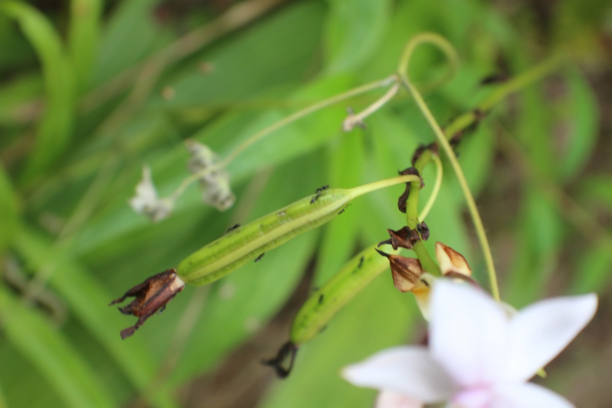 Spathoglottis plicata Blume